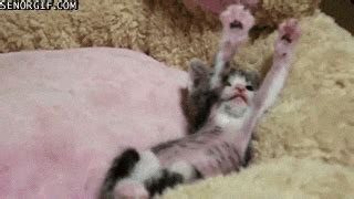 Cat Stretching GIF by Cheezburger - Find & Share on GIPHY