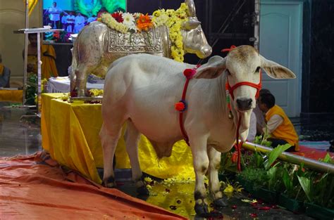 Punganur dwarf cattle breed - Indigenous south indian cattle