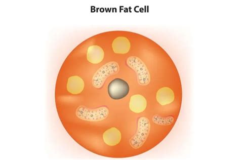 Brown Fat: What Is It, Potential Benefits, and Health Effects ...