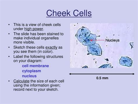 Cheek Cells Under Microscope Labeled