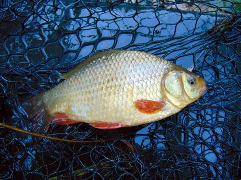 crucian carp | look ye also