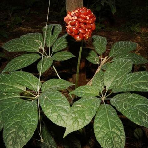 Notoginseng Seeds, Pseudoginseng Seed, San Qi, Tian Qi | Drying herbs, Herb seeds, Seeds