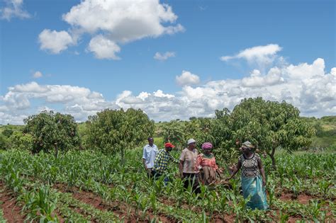 How small businesses are driving growth across African agriculture ...