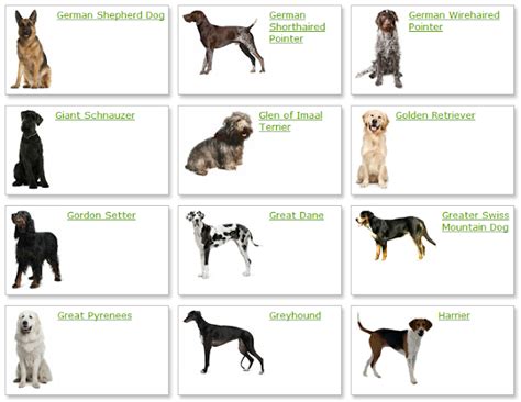 Dog Breeds List With Picture | Dog Breeds Alphabetical - Dogs Breeds Guide