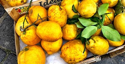 Italian Sorrento Lemons: Description, Flavor, Benefits, And Uses ...