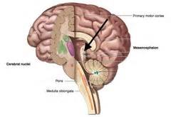 Superior colliculi; Colliculus, Superior; Optic Lobe, Human; Optic Lobe ...