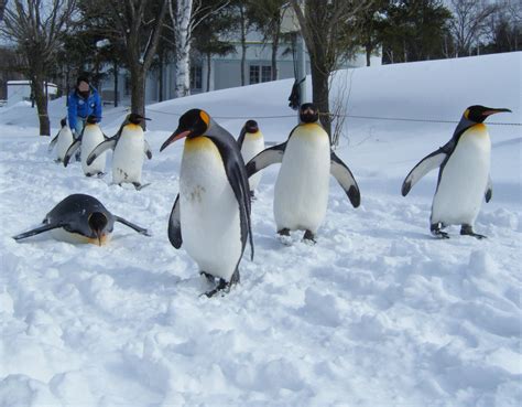 File:Asahiyama zoo Penguin.jpg - Wikipedia, the free encyclopedia