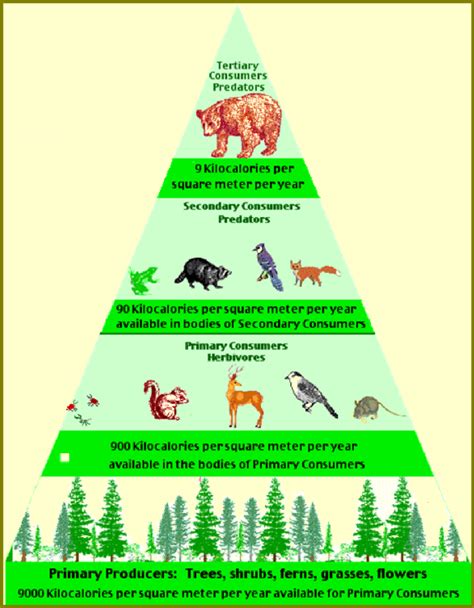 A pyramid of energy available per metre 2 at the different trophic... | Download Scientific Diagram