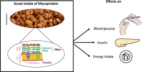 Effects of mycoprotein on glycaemic control and energy intake in humans ...