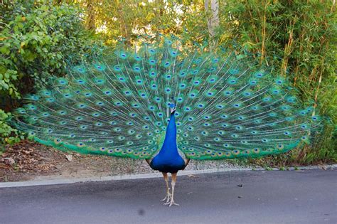 Peacock | National Bird Basic Facts & Information | Beauty Of Bird