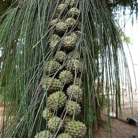 Casuarina equisetifolia L. | Plants of the World Online | Kew Science