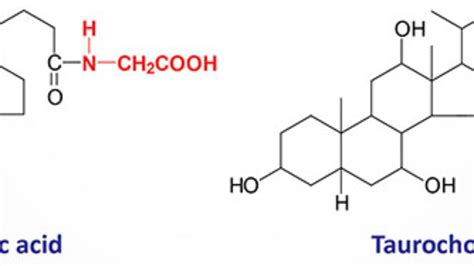 Bile Salt Chemical Structure | Hot Sex Picture