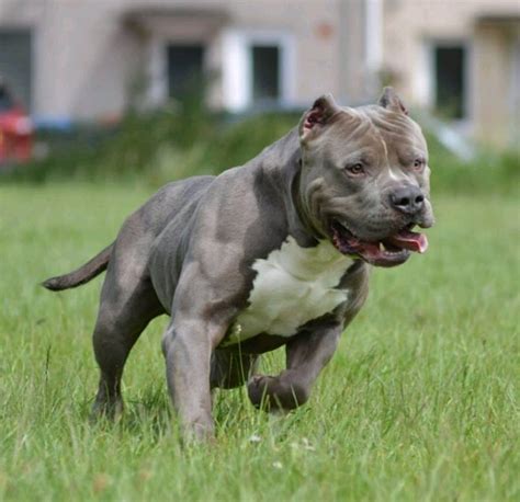 79+ What Is An American Bully Xl - l2sanpiero