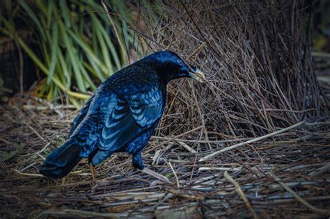 Courtship Arena - Australian Photography