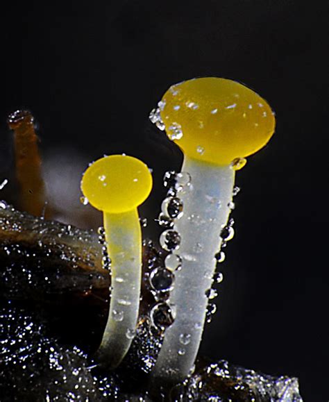 This image of dung (Coprophilous) fungi found on a cow pile is composed ...