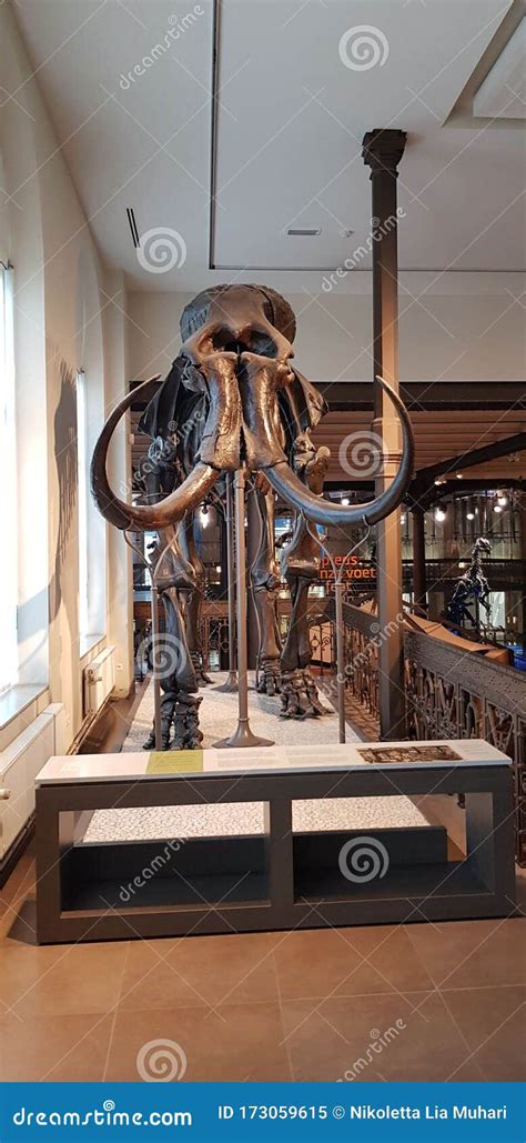 Mammoth Skeleton in a Museum Editorial Image - Image of extinct, beast: 173059615