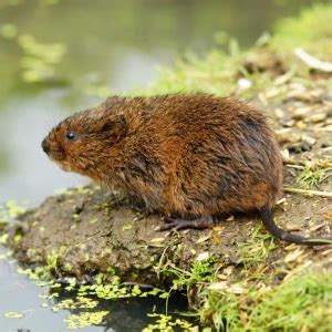 European Water Vole - Facts, Diet, Habitat & Pictures on Animalia.bio