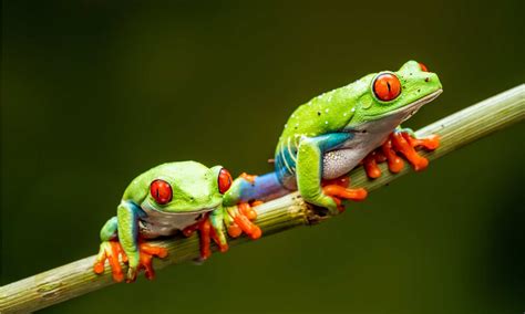 Red-Eyed Tree Frog Pictures - AZ Animals