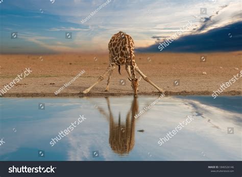 5,048 Giraffe drinking Images, Stock Photos & Vectors | Shutterstock