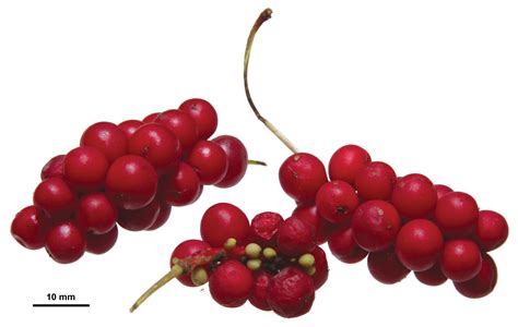 File:Schisandra chinensis berries.jpg - Wikimedia Commons