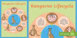 Kangaroo Life Cycle Word Mat - Primary Resource - Twinkl