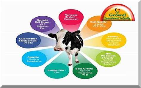 Importance of Nutrients for Cattle – Growel Agrovet