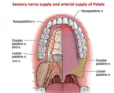 Palate , Parts, Muscles, Blood and Nerve supply , Anatomy QA