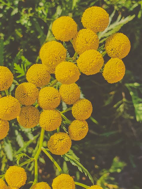 Tansy Flowers Free Stock Photo - Public Domain Pictures