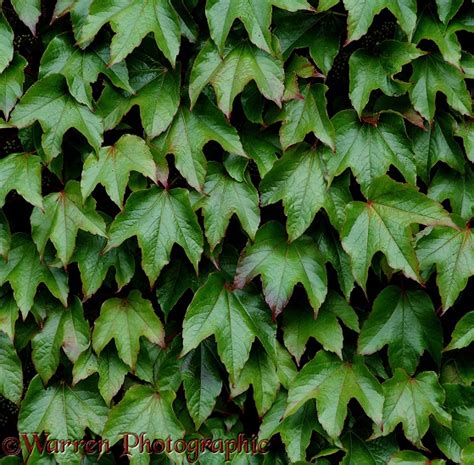 Boston Ivy leaves photo WP01651