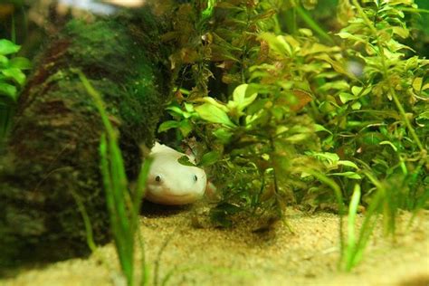 Axolotl Tank Keeping Guide: Everything You Need To Know, 49% OFF