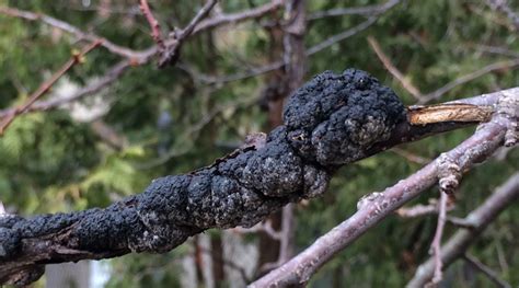 Black Knot on Cherry Trees - Canada's Local Gardener magazine