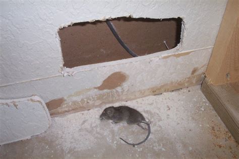 House Mice – Signs and Carcass Removal – Dead Animal