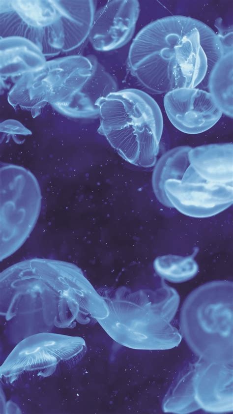 Glowing Jellyfish Wallpapers (67+ images)