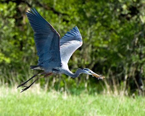 Neches River National Wildlife Refuge | Jacksonville, TX