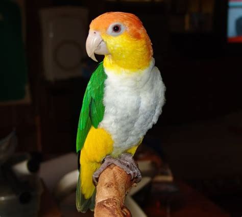 White-Bellied Caique | Parrot, Pet birds, Colorful parrots