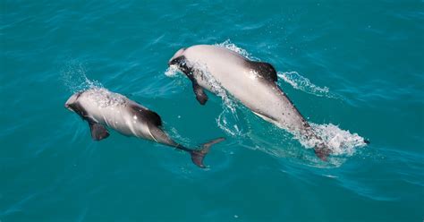 Akaroa: Dolphin Nature Cruise | GetYourGuide