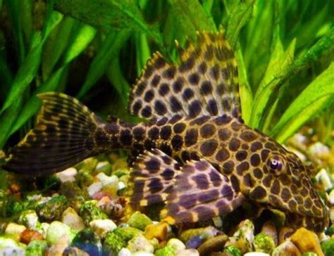 Sailfin Pleco 4” Black Gibbiceps Algae Fish | Arizona Aquatic Gardens