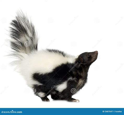 Striped Skunk - Mephitis Mephitis Stock Image - Image of smelling, odour: 3687647