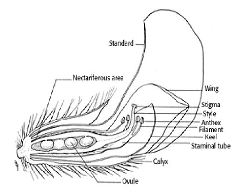 10: Structure of soybean flower (From website) | Download Scientific Diagram