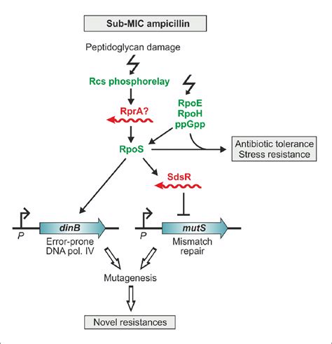 | The response of E. coli to sublethal concentrations of ampicillin ...