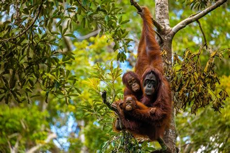 A River Cruise Through Borneo to Hang With Orangutans - WSJ