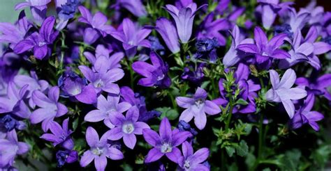 Campanula Care Guide: How To Grow Bellflowers | DIY Garden