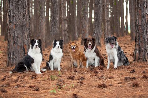 The border collie family. What a dream! | What kind of dog, Border ...