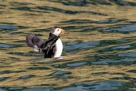 Foula – Shetland Wildlife Part 2 – Wild Scot