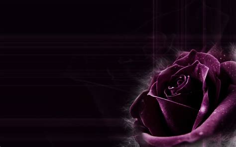 Black Rose Background (52+ pictures) - WallpaperSet