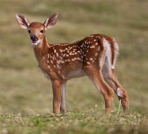 fawn, white-tailed deer, Odocoileus virginianus, | Flickr - Photo Sharing!