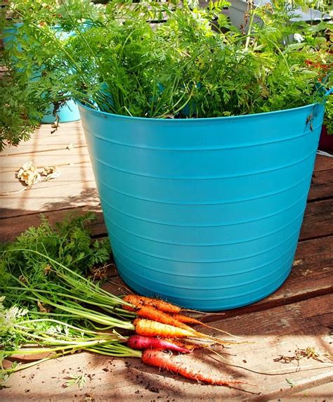 Growing Carrots In Containers: How To Grow Carrots In Pots | Balcony Garden Web