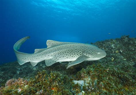 Zebra Shark (Stegostoma tigrinum) - Bali Wildlife