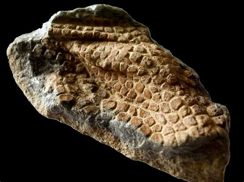 Dating to the Cretaceous, this spectacular fossil originates from Hell Creek Formation, Southern ...