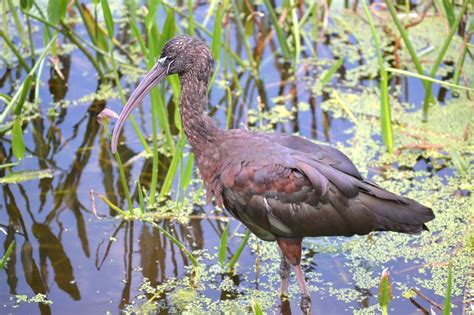 glossy Ibis breeding color DSC_0239 AdP « Audubon Everglades